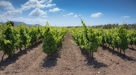Wijngaardwandeling en wijnproeverij met aperitief in Alghero